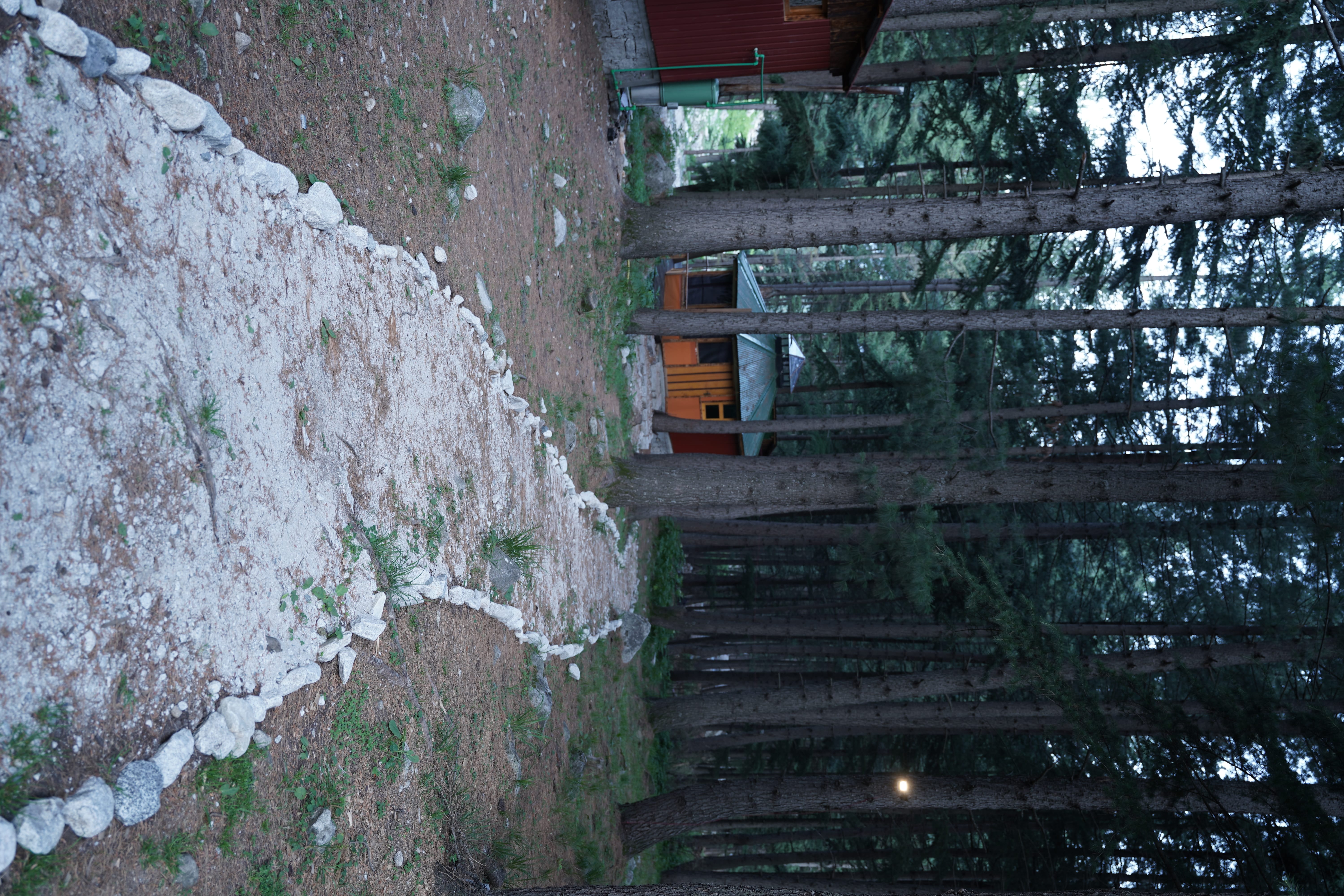 Forest pathway at dusk